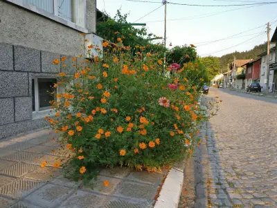 Кметство Момина клисура