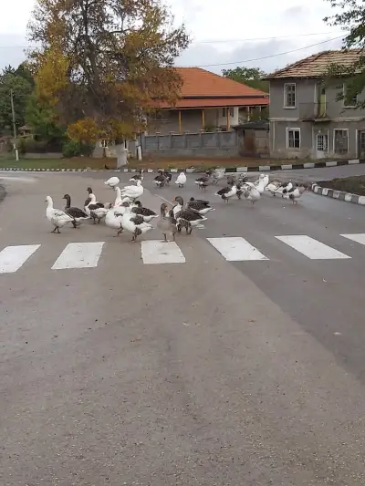 Кметство Ружица
