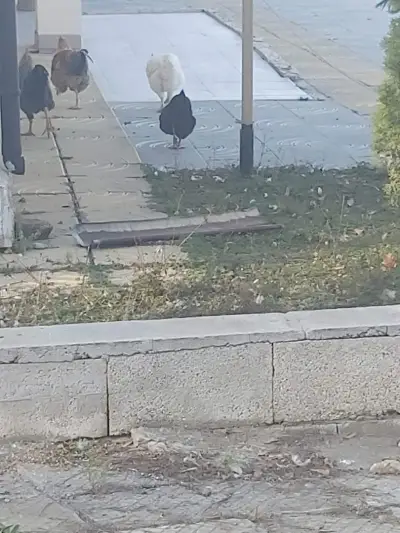 Кметство Ружица