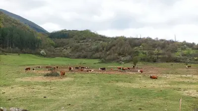 Кметство Крупник