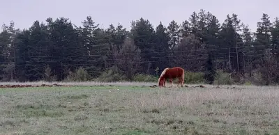 Кметство Замфирово